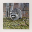 Recherche de raccoon puzzles Sauvage