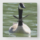 Suche nach gänse wanduhren Tierwelt