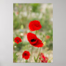 Suche nach rote mohnblumen poster Wildblume