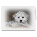 Recherche de poo de shih Chiot
