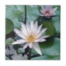 Recherche de nénuphars carreaux Étang