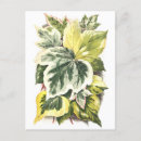Suche nach vintager efeu poster Botanisch
