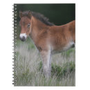 Recherche de poney carnets Poulain