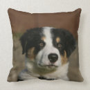 Suche nach bob kissen Hund