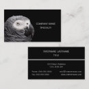 Recherche de perroquets cartes visite Animaux