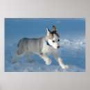 Suche nach tier freundlich poster Hund