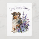 Suche nach australian shepherd postkarten Welpe