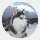 Suche nach siberian husky aufkleber Welpen