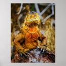 Suche nach leguan poster Drache