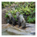 Recherche de loutres posters Faune