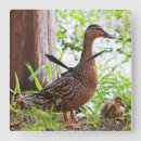 Recherche de caneton horloges Canards