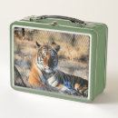Suche nach tiger in der brotdosen Süß