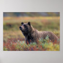 Suche nach grizzly poster Usa