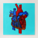 Recherche de anatomical heart Cardiology