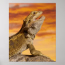 Recherche de pogona art Shells