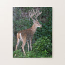 Recherche de whitetail Chasse au cerf