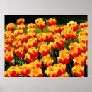 Suche nach rote tulpen poster Gelb