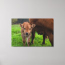 Suche nach kalb leinwandbilder Niedlich