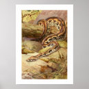 Suche nach boa poster Reptil