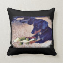 Recherche de teckels coussins Animaux familiers