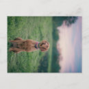 Suche nach vizsla hunde postkarten Niedlich