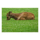 Suche nach elch foto poster Tierwelt