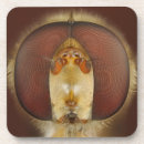 Recherche de voler dessous de verres Animal