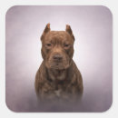 Suche nach american staffordshire terrier aufkleber Welpe