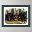 Recherche de naturalist posters Wildlife