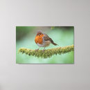 Suche nach rotkehlchen leinwandbilder Vogelvogel