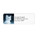 Recherche de chatons photographie Félin