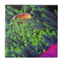 Suche nach seeanemone fliesen Nahaufnahme