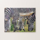 Suche nach zebras Tierwelt
