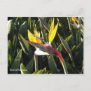 Recherche de fleur de grue posters Exotique