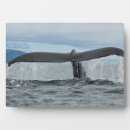 Recherche de baleine plaques Nature