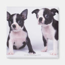 Suche nach zwei tiere magnete Fotografie