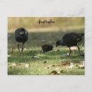 Recherche de oiseau australien cartes postales Photographie