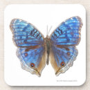 Suche nach schmetterling schmetterlinge untersetzer Girly