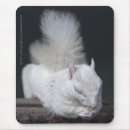 Recherche de albinos tapis souris Blanc