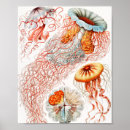 Recherche de natuur posters Ernst haeckel
