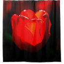 Suche nach feuer blume Tulpen