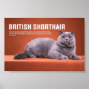 Recherche de de race de chat Animal de compagnie
