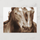 Recherche de portrait de cheval Portraits