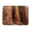Suche nach sequoia magnete Bäume