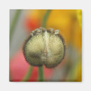 Suche nach mohn magnete Flora