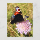Suche nach lustige insekten postkarten Seltsam