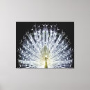 Suche nach weiße feder leinwandbilder Pfau