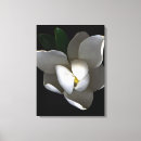 Suche nach weiße magnolien leinwandbilder Blüte
