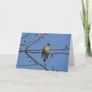 Suche nach waxwing karten Wild