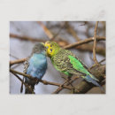 Suche nach budgie postkarten Liebhaber